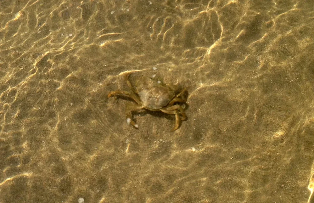 Discovering Castiglione della Pescaia: Tuscany's Hidden Gem 4 castiglione della pescaia