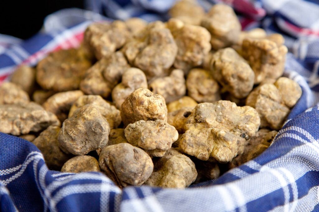 Truffle Festivals in Tuscany 2025: Where to Taste the Best Truffles in Italy - Fresh white truffles from Tuscany displayed on a traditional cloth.