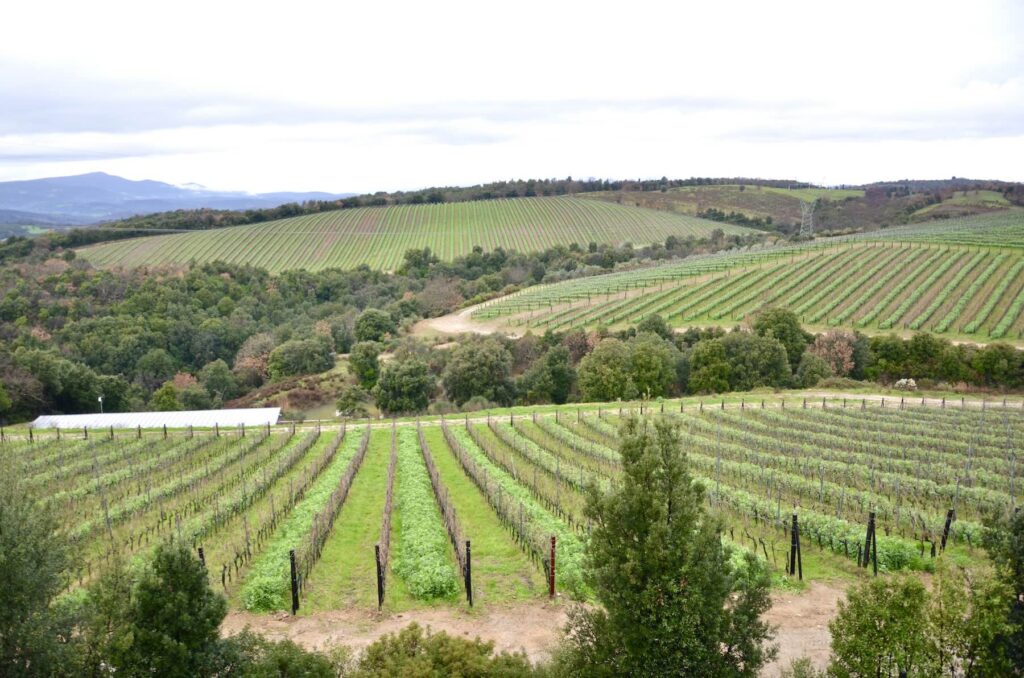 Expansive landscape of ColleMassari’s organic vineyards in Tuscany, with green cover crops between vine rows and wooded hills in the background.