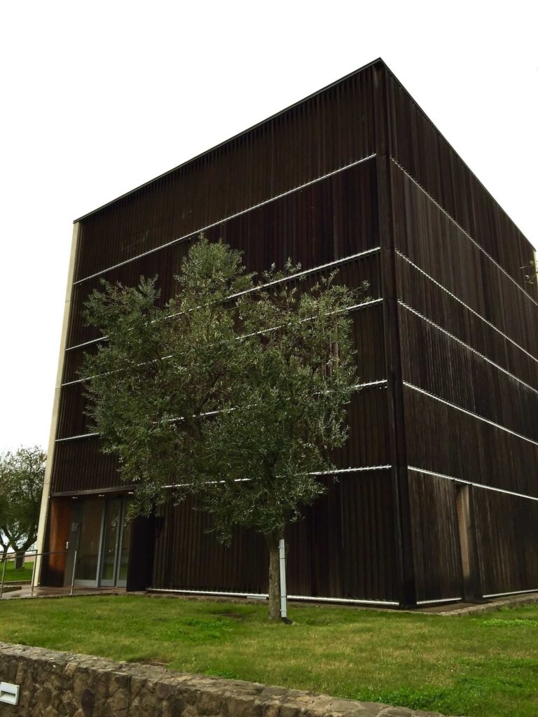 Modern cube-shaped wooden building of ColleMassari Winery in Tuscany with olive tree in front and stone border.