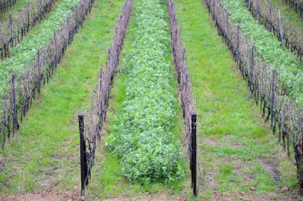 Organic vineyard at ColleMassari Winery in Tuscany with green cover crops between dormant vine rows, February 2016
